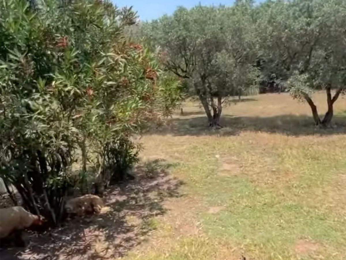 Photo de Beau rez de villa à 5 min des plages Frejus 