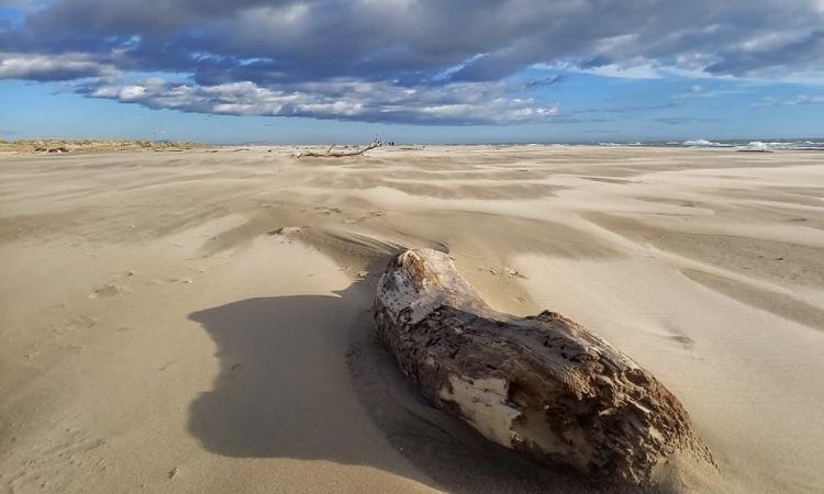 Photo de Maison en Camargue